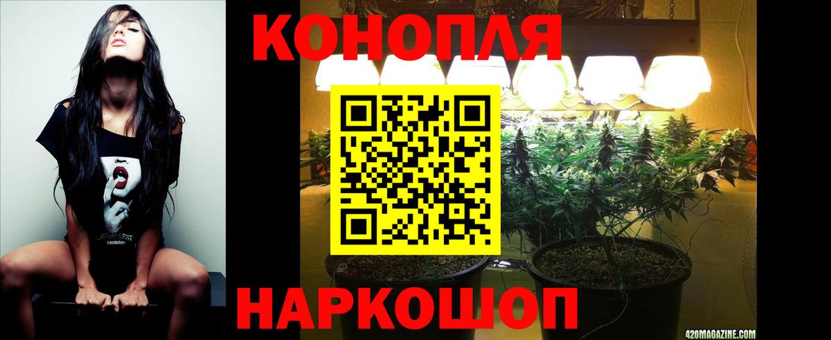 Каннабис OG Kush Саров